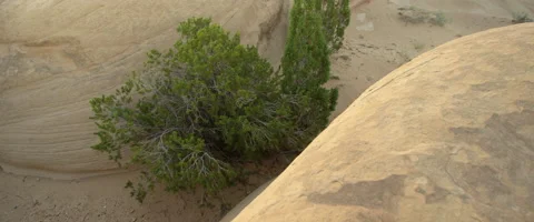 Cedar Tree blowing in wind at Grand Staircase National Monument Stock Footage 49967009