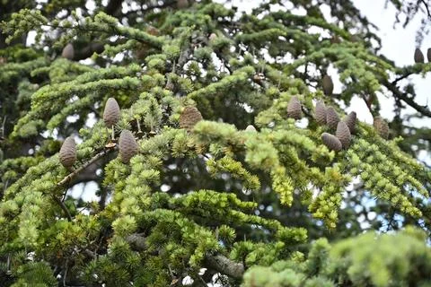 Cedar Tree Branch With Cones Close Up In Natural Environment Stock Photos