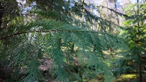 Cedar tree branch Stock Footage 328945311