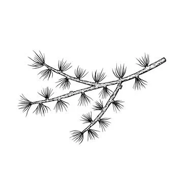 Cedar tree branch. Hand drawn vector illustration Stock Illustration