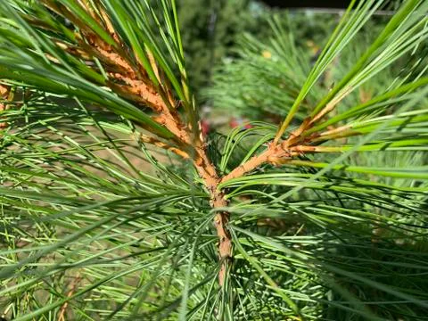 Cedar tree Branch Stock Photos