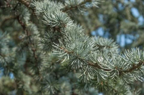 Cedar tree branch at spring Stock Photos