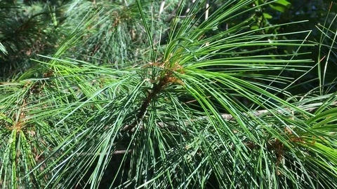 Cedar tree branches and fir on a sunny summer day, waving on the wind, close up  Stock Footage 114601250