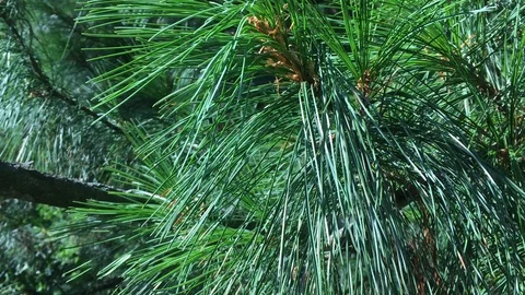 Cedar tree branches and fir on a sunny summer day, waving on the wind, close up  Video stock 114601254