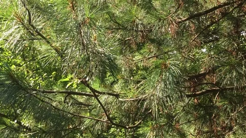 Cedar tree branches and fir on a sunny summer day, waving on the wind, close up  Stock Footage 114601256
