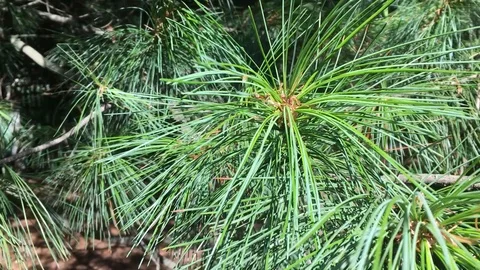 Cedar tree branches and fir on a sunny summer day, waving on the wind, close up  Stock Footage 114601258