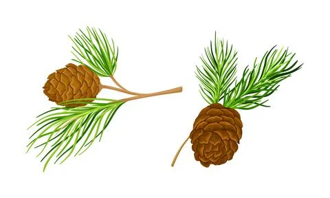 Cedar tree branches with cones set. Spruce needles vector illustration Illustrazione stock
