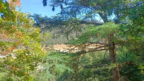 Cedar tree branches framing scenic valley view in atlas mountains Stock Photos