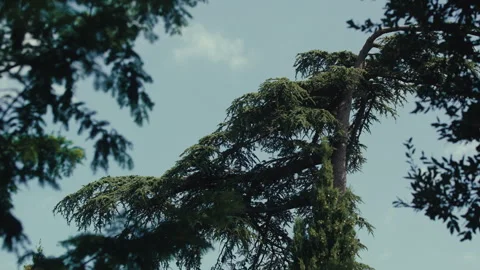 Cedar tree canopy in Angiolina Park Stock Footage 339321542