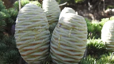 Cedar tree cones 動画素材 162336583