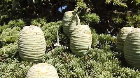 Cedar tree cones Stock Footage 162337529