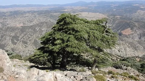 Cedar tree with cones Stock Footage 165135305