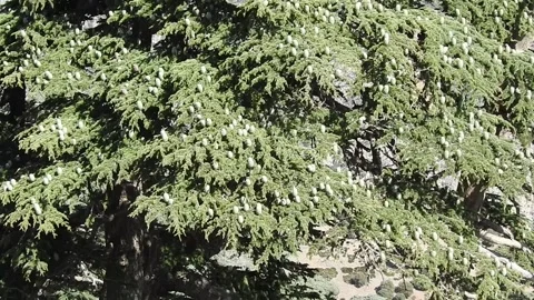 Cedar tree with cones 動画素材 165136351