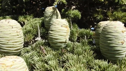 Cedar tree cones Stock Footage 165136559