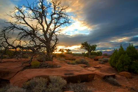 Cedar tree in the Desert Stock Photos