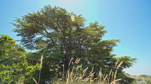 Cedar Tree Stock Footage 143071249