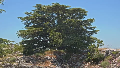 Cedar Tree Stock Footage 143085853