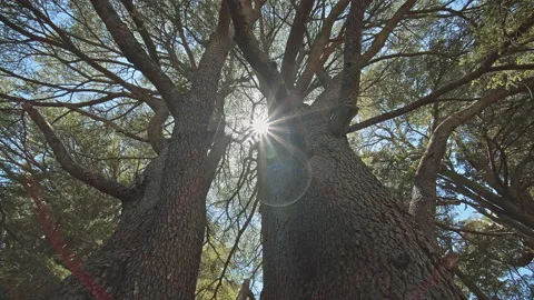 Cedar Tree Stock Footage 143090437