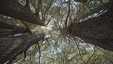 Cedar Tree Stock Footage 143118192