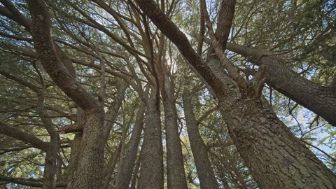 Cedar Tree Stock Footage 143120731