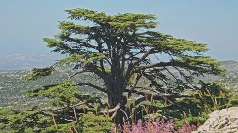 Cedar Tree Stock Footage 143224732