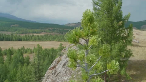 Cedar tree Stock Footage 163775828
