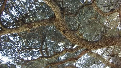 Cedar tree 動画素材 165136556