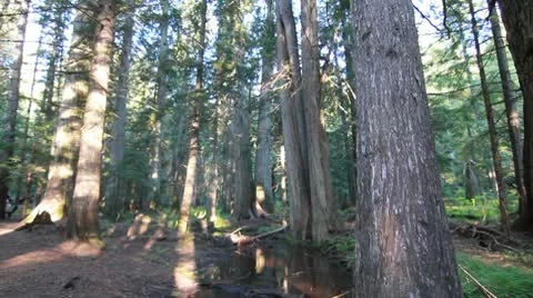 Cedar tree forest nature slider Stock Footage 10355342