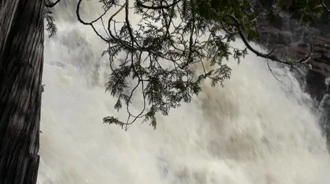 Cedar Tree At Gooseberry Falls Stock Footage 8519189