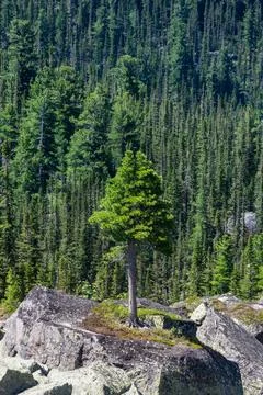 Cedar tree grows on rocks. Old mighty cedar tree grow on mossy meadow again.. Stock Photos