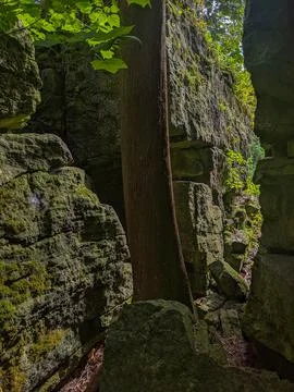 Cedar Tree &amp; Moss Growing out of Weathered Rocks in a Narrow Passage Foto stock