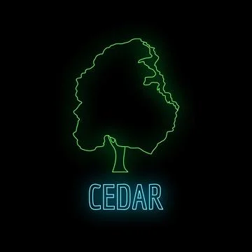 Cedar tree outline glowing neon text Stock Illustration