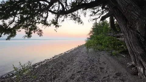 Cedar Tree Overlooking a Quiet Beach at Sunrise Stock Footage 340398365