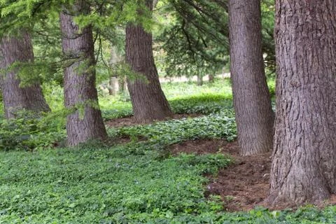 Cedar tree Stock Photos