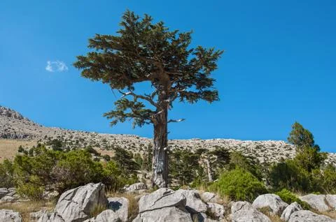 Cedar Tree Stock Photos