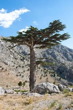 Cedar Tree Stock Photos