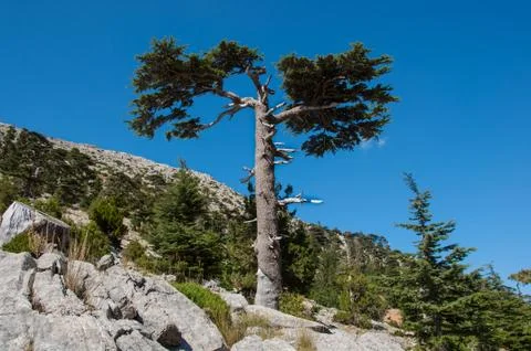 Cedar Tree Stock Photos