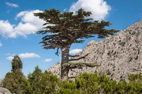 Cedar Tree Stock Photos