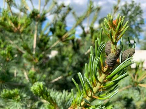 Cedar tree Stock Photos