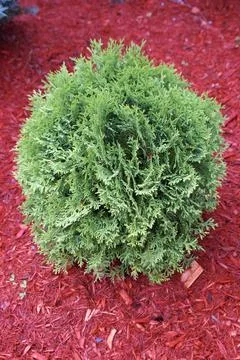 Cedar Tree Stock Photos