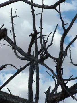 Cedar Tree with sky Stock-Fotos