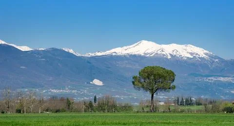Cedar tree on spring mountain landscape with snow and green lawn. Stock Photos
