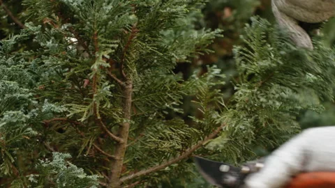 Cedar tree triming Stock Footage 149487741