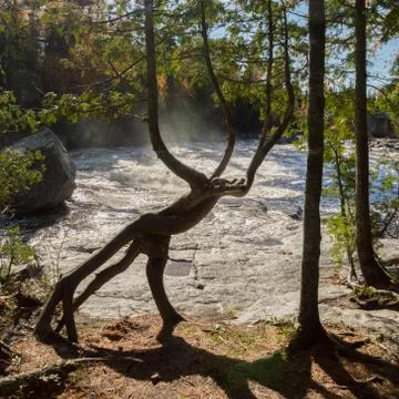 A cedar tree trunk by a waterfall that looks like a mythical creature with .. Stock Photos