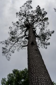 Cedar tree view from bottom to top, cloudy sky Stock Photos
