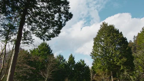 Cedar trees and clouds moving over forest on Mount Ōtake, Japan Timelapse Stock Footage 319620249