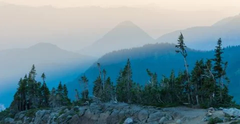 Cedar trees and mountain perspective Stock Photos