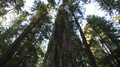 Cedar trees and sky forest nature slider Stock Footage 10309264