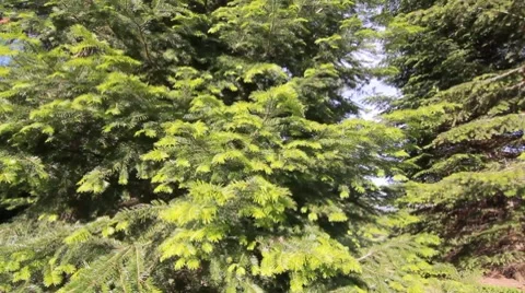 Cedar trees dolly slider day Stock Footage 8575935