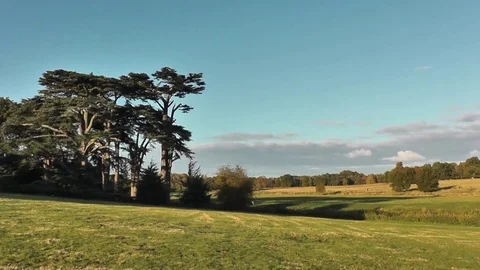 Cedar Trees Stock Footage 75959376